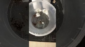 Арена RAPTIFORMICA SANGUINEA — кроваво–красного муравья рабовладельца