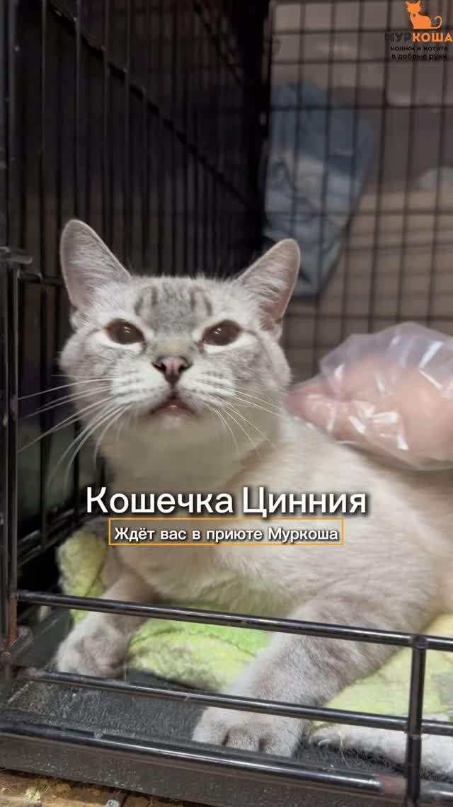 Цинния ждёт вас в приюте #Муркоша