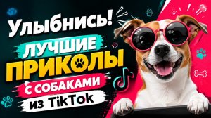 Улыбнись! Лучшие приколы с собаками из TikTok