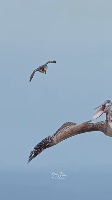 Сапсан атакует гигантского пеликана прямо в воздухе! 🦅💥