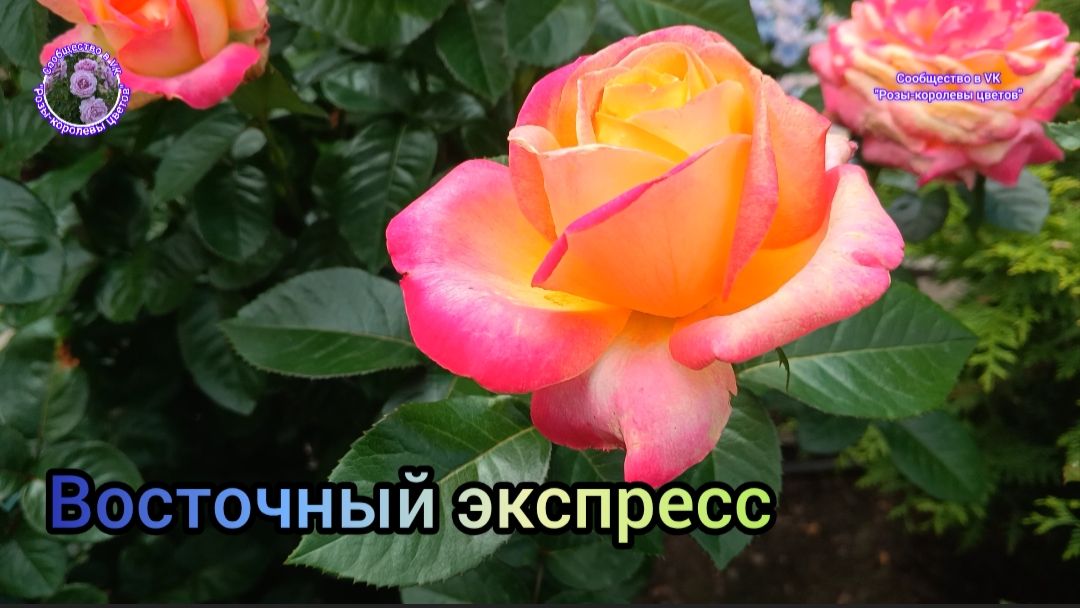 РОЗА ВОСТОЧНЫЙ ЭКСПРЕСС.