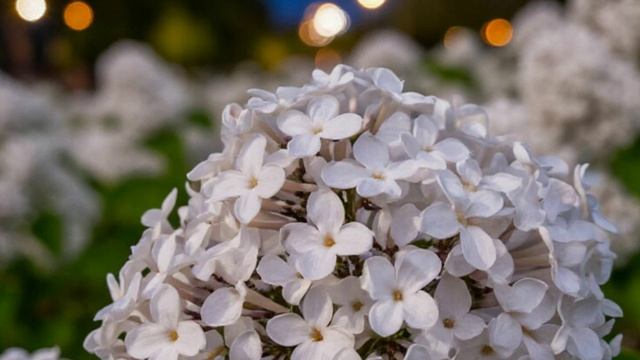 Белой ночью. 1(по стихам Игоря Северянина)