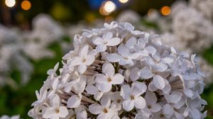 Белой ночью. 1(по стихам Игоря Северянина)