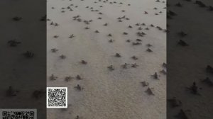 Скажите, до моря далеко? Тыщу кэмэ? Ниче се пляж отгрохали!