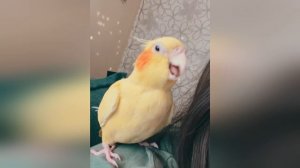 Самые смешные видео с попугаями на свете🤣🤣🤣