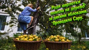 Ради шарлотки полезла на дерево за дикими яблоками. Проводили Сару, сходили в Перекрёсток. )