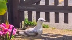 Если Бы Это Видео Не Сняли На Камеру, Никто Бы Точно Не Поверил