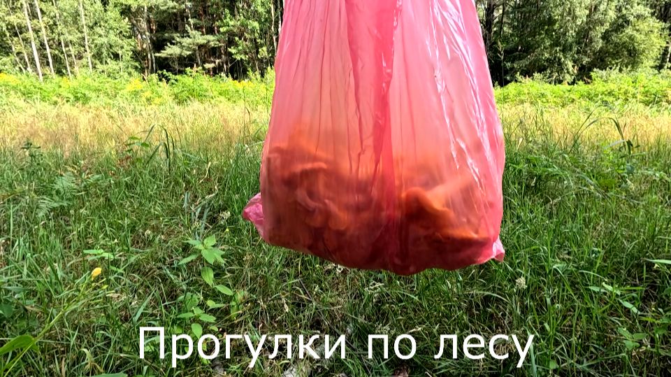 Прогулки по лесу. Прогулка по просеке домой после сбора грибов.