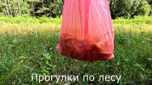 Прогулки по лесу. Прогулка по просеке домой после сбора грибов.