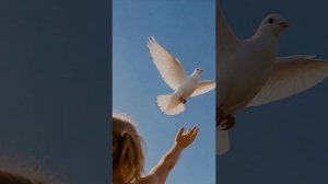 видео Авве, Авве