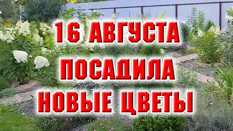 16 августа. Посадка новых растений