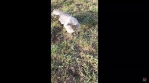 Котята питомника кошек  КУН ПРАЙД