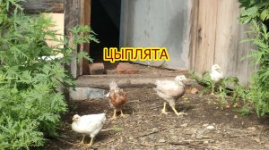 Домашка... Цыплята.