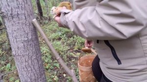 МАЛЕНЬКИЙ ПОХОД ЗА ГРИБАМИ 🍄🟫 МОЙ ЛЕСОК ЗАТОПИЛО...⛈️🌲
