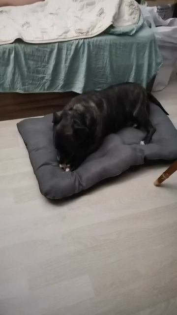 rutube.ru