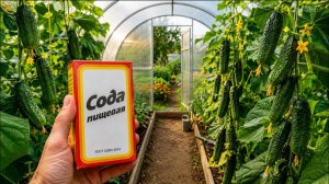СРОЧНО в августе ДАЙТЕ СОДУ ОГУРЦАМ! Плодоносят как сумасшедшие, даже хилые и чахлые завалят урожаем