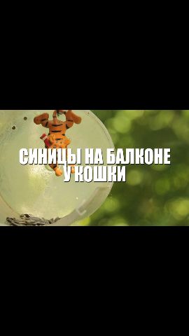 Синицы на балконе у кошки /16 08 2026/