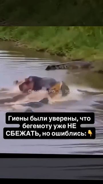 Сотрудничество бегемота с крокодилами