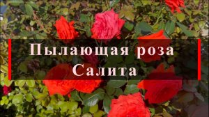Пылающая роза Салита