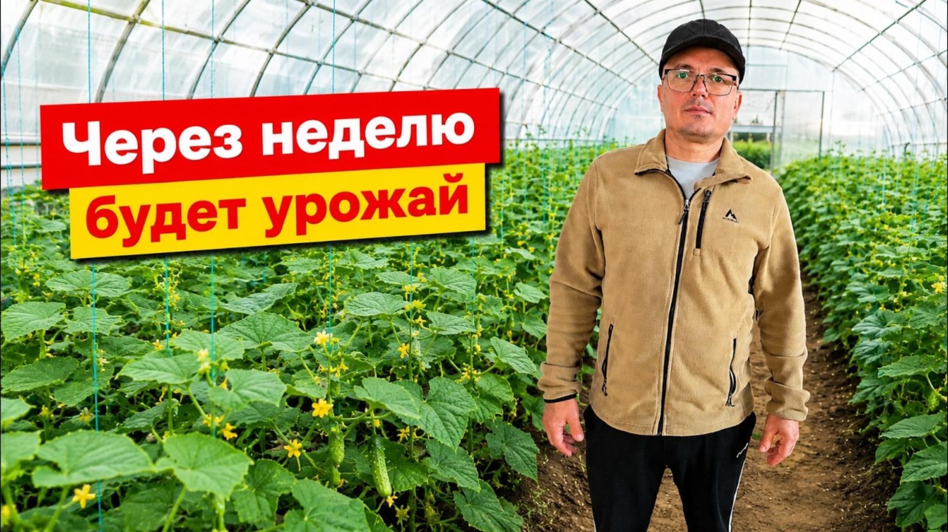 Осенние огурцы в теплице. 3 недели после высадки 🥒
