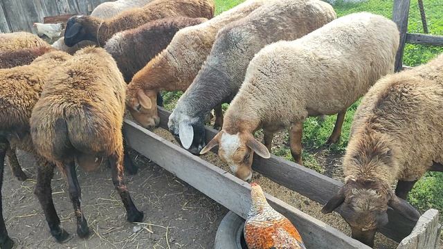 Барашек оставила сегодня дома 😊