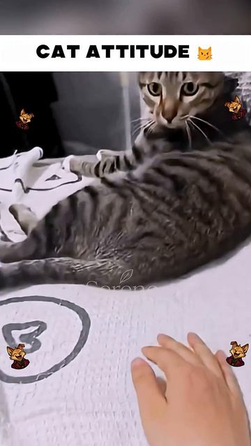 Proof That Cats Are Actually Chaos In Fur Form 🐾 #cats #funnycat #trending(1)