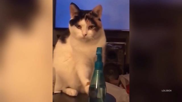 Adorable Paw Prints, Confused Cats, Trouble Makers, Orange Cats & “Why Are They Like This?”