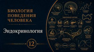 Биология поведения человека. Лекция 12. Эндокринология [Роберт Сапольски, 2010]