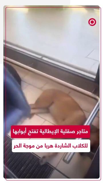 متاجر في صقلية بإيطاليا تفتح أبوابها المكيفة للكلاب الشاردة لإنقاذها من موجة الحر الشديدة.