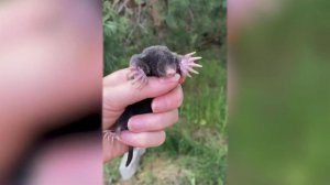 Дачники бьют тревогу из-за нашествия кротов.