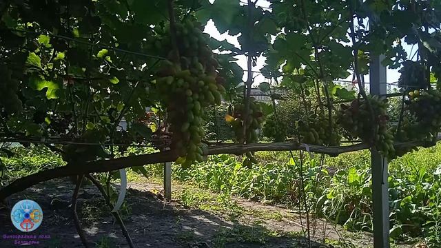 Выпуск 49. Философия виноградорства. Фундаментальные основы. 