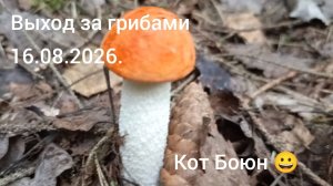 Выход за грибамт 16.08.2026. ( Кот Боюн 😀)