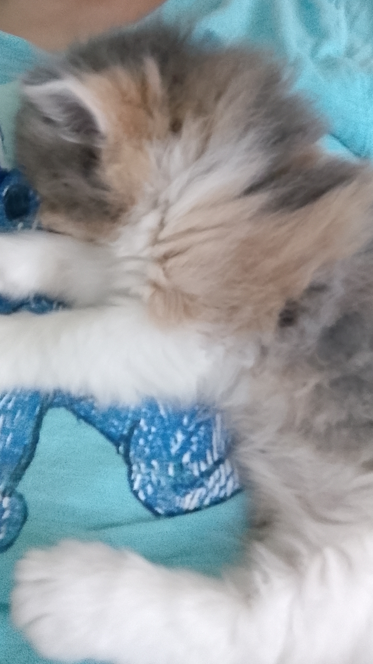 мой котик