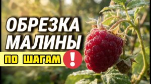 Как обрезать малину весной, летом и осенью для рекордного урожая!