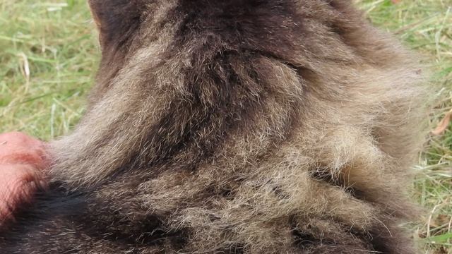 Просто погладить /Коши Межстоличья
