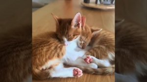 Видео от Tom and Сats / Кот на карте