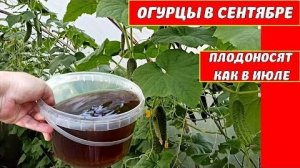 Подкормка огурцов в августе для плодоношения до заморозков! Удобряю огурцы гумат+эпин