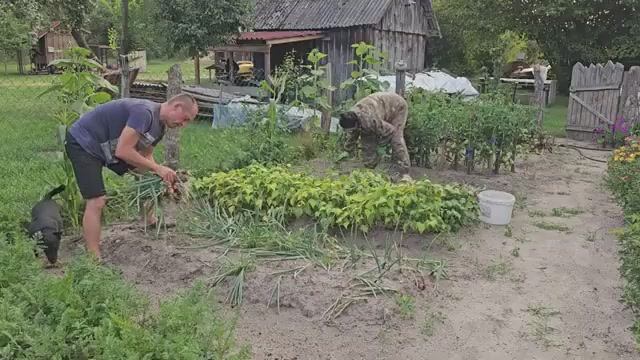 Хуторской огород и лес может прокормить Первые грибы Оставил хутор и улетел Что ждало в Москве