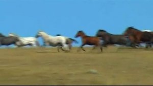 АРГЫМАК. АЛТАЙСКИЙ СКАКУН