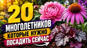 20 цветов, которые НУЖНО посадить в августе! (Иначе весной клумба будет пустой) 🌸
