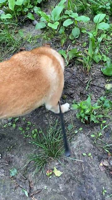 Чока на охоте##shiba-inu