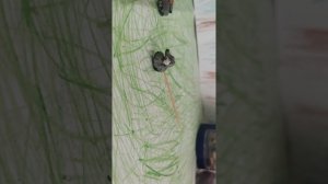 новый воин немцев и починка! сказы о танках 3 серия