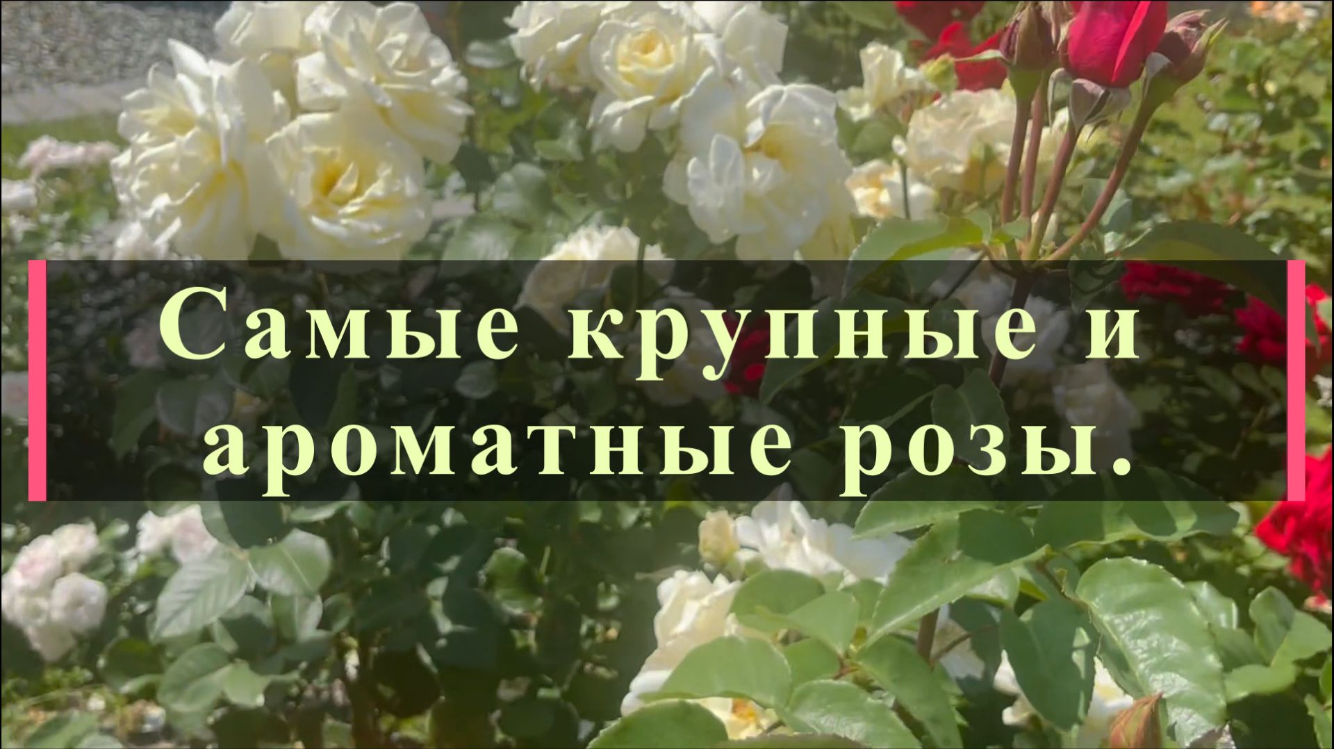 Самые крупные и ароматые розы.