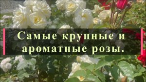 Самые крупные и ароматые розы.