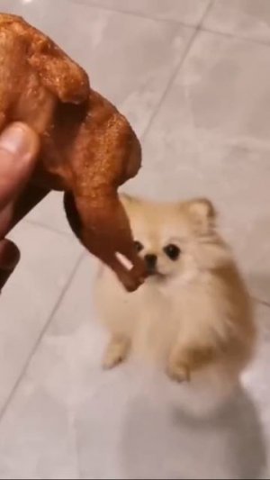 Смешные видео с животными 🤣🤣