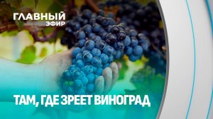 Виноград по-белорусски: как гомельчанин вырастил коллекцию из 160 саженцев. Главный эфир
