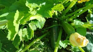 Кабачковая икра🥘 Работа на участке🌱