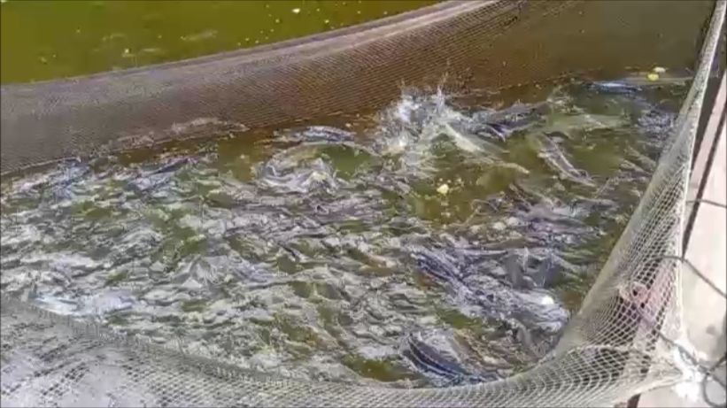Зарыбление осетром нижнего водоёма 100 кг. Клёвое место, Лосиный остров.