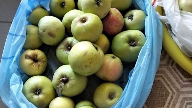 Сбор яблок на компот и шарлотку
