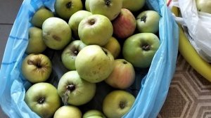 Сбор яблок на компот и шарлотку